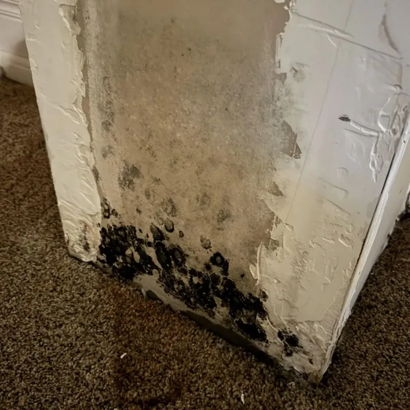 Professional Mold Removal in South Berwick, ME